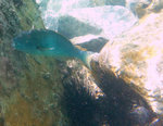 Parrot fish at Maho, chowing down on coral