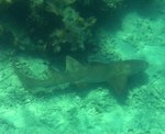 Big nurse shark at Maho