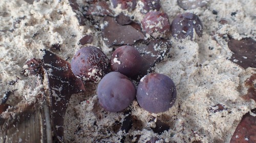Sea Grapes up close