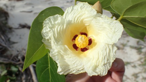 Maho flower close-up